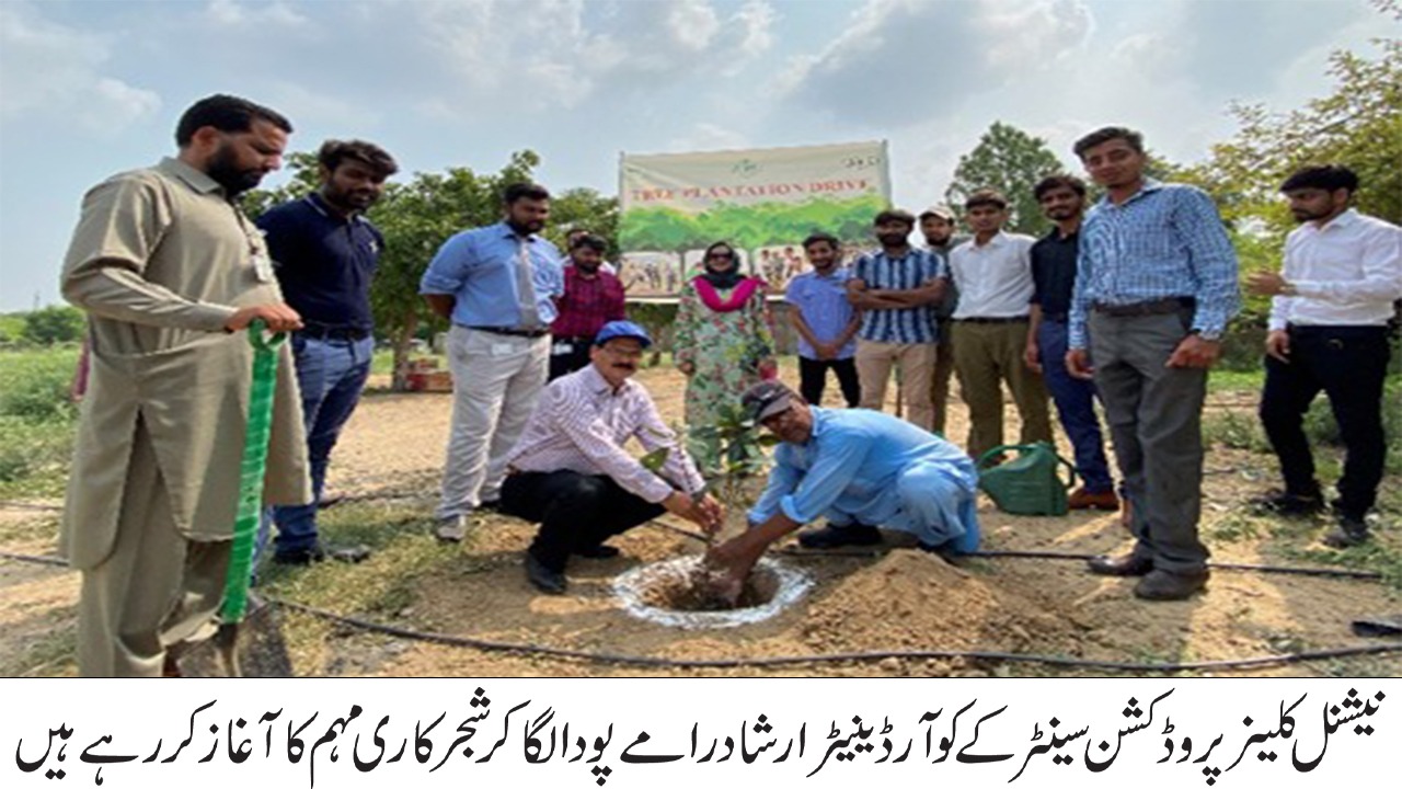 tree plantation